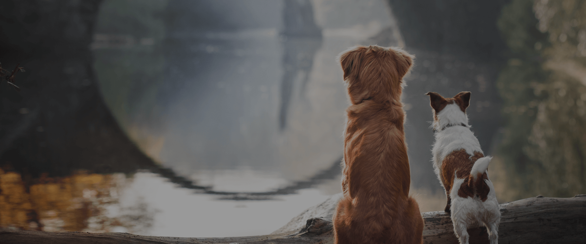 Euthanasia & End-of-Life Care